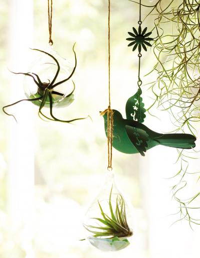 【観葉植物】エアプランツを流木に固定したらこうなった！　【チランジア】のディスプレーアイディア５（サムネイル画像12）