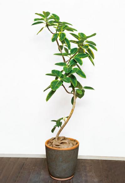 中型&大型の観葉植物おすすめ13選。家の中で育てるシンボルツリー　（サムネイル画像11）