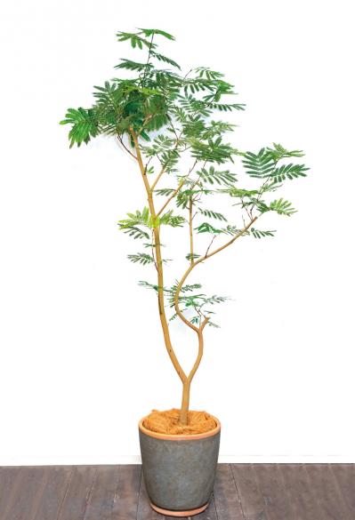 中型&大型の観葉植物おすすめ13選。家の中で育てるシンボルツリー　（サムネイル画像10）