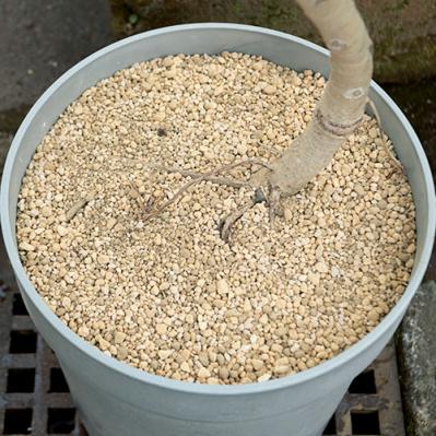 中型&大型観葉植物の育て方。置き場所、水やり、肥料、植えかえ、鉢の大きさは？（サムネイル画像2）