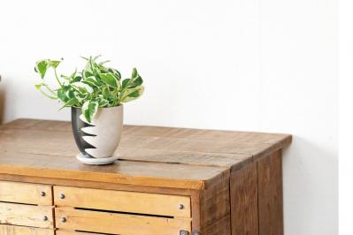 【ミニ観葉植物】人気15選！　人気ネットショップ「e -花屋さん」がおすすめ（サムネイル画像8）