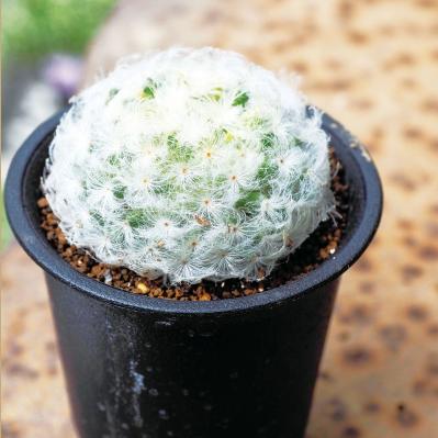 初心者でも育てやすい！多肉植物のおすすめ25選＋小さなサボテン４選（サムネイル画像16）