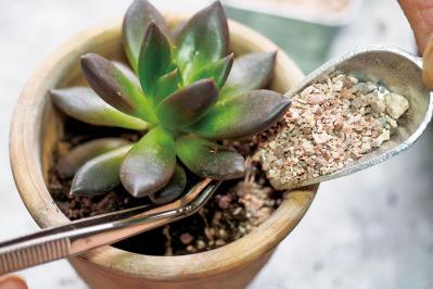 初心者でも簡単！多肉植物&サボテンの育て方。水やり、肥料、増やし方もわかる【保存版】（サムネイル画像9）