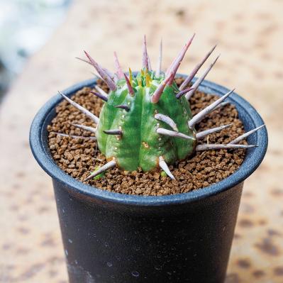 初心者でも育てやすい！多肉植物のおすすめ25選＋小さなサボテン４選（サムネイル画像9）