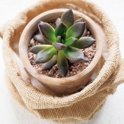 初心者でも簡単！多肉植物&サボテンの育て方。水やり、肥料、増やし方もわかる【保存版】（サムネイル画像10）