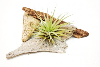 【観葉植物】エアプランツを流木に固定したらこうなった！　【チランジア】のディスプレーアイディア５（サムネイル画像8）