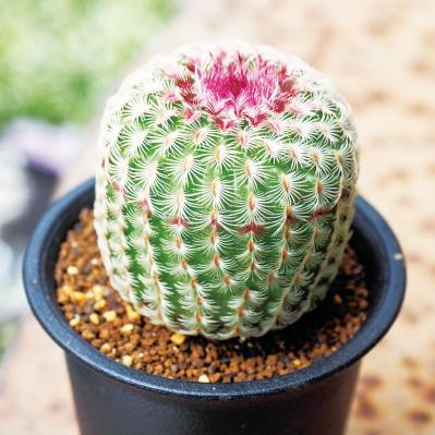 初心者でも育てやすい！多肉植物のおすすめ25選＋小さなサボテン４選（サムネイル画像15）