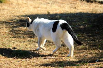 【クイズ】蔦枯る・草枯る・蓮枯る・菊枯る・末枯るる　「枯れる」にまつわる季語。秋の季語はどれ？【大人の教養】