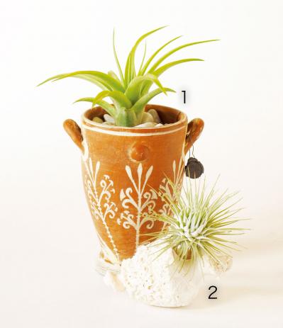 【観葉植物】チランジア（エアプランツ）19選　初心者におすすめ！（サムネイル画像2）