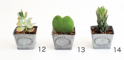 初心者でも育てやすい！多肉植物のおすすめ25選＋小さなサボテン４選（サムネイル画像3）