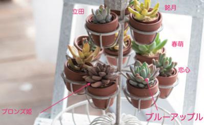 おしゃれなインドアグリーンに！【多肉植物＆サボテン＋雑貨】のアレンジ５　（サムネイル画像4）