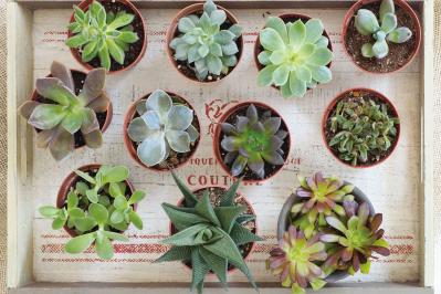 初心者でも育てやすい！多肉植物のおすすめ25選＋小さなサボテン４選