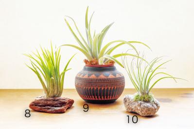 【観葉植物】チランジア（エアプランツ）19選　初心者におすすめ！（サムネイル画像4）