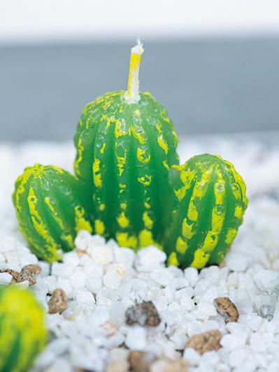 おしゃれなインドアグリーンに！【多肉植物＆サボテン＋雑貨】のアレンジ５　（サムネイル画像7）