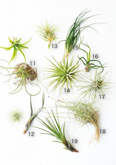 【観葉植物】チランジア（エアプランツ）19選　初心者におすすめ！（サムネイル画像5）
