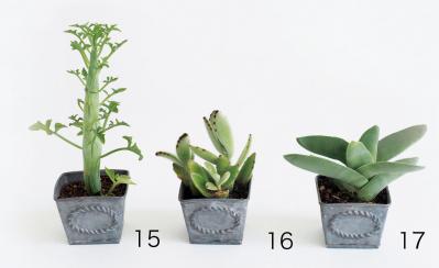 初心者でも育てやすい！多肉植物のおすすめ25選＋小さなサボテン４選（サムネイル画像4）