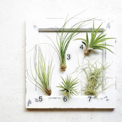 【観葉植物】チランジア（エアプランツ）19選　初心者におすすめ！（サムネイル画像3）