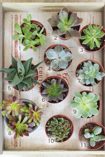 初心者でも育てやすい！多肉植物のおすすめ25選＋小さなサボテン４選（サムネイル画像2）