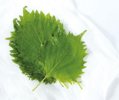 シナシナしない【しそ】の保存方法。買ってきたときよりみずみずしくなるコツとは？ （サムネイル画像3）