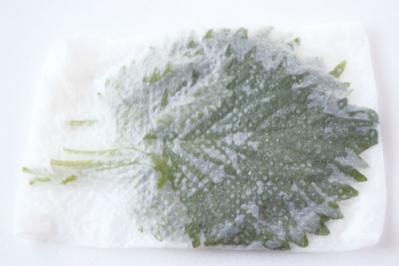 シナシナしない【しそ】の保存方法。買ってきたときよりみずみずしくなるコツとは？ （サムネイル画像2）