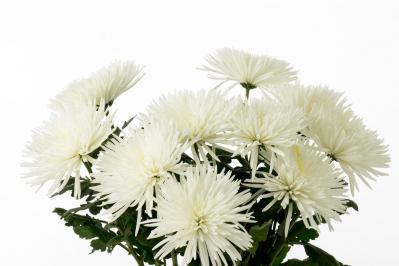 【葬儀のマナー】仏式・神式・キリスト教式で異なる拝礼のしきたりとは？50代から心得ておきたい冠婚葬祭の常識