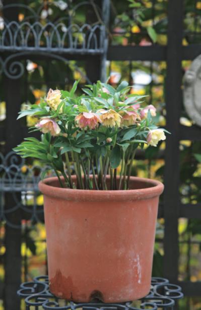 【クリスマスローズの庭実例】園芸ソムリエが伝授！鉢植えで楽しむガーデンと鉢の栽培方法【ガーデニング】（サムネイル画像3）