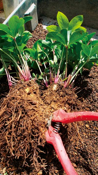 【クリスマスローズの庭実例】園芸ソムリエが伝授！鉢植えで楽しむガーデンと鉢の栽培方法【ガーデニング】（サムネイル画像11）