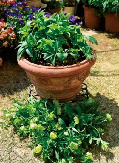 【クリスマスローズの庭実例】園芸ソムリエが伝授！鉢植えで楽しむガーデンと鉢の栽培方法【ガーデニング】（サムネイル画像10）