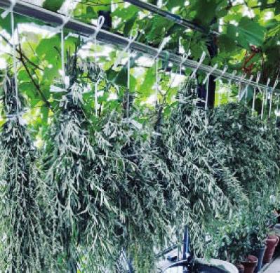 81歳の食養料理研究家 オオニシ恭子さんのすすめ。ひとり暮らしは健康第一！ その人に合った食材で体を調える「やまと薬膳」を（サムネイル画像5）