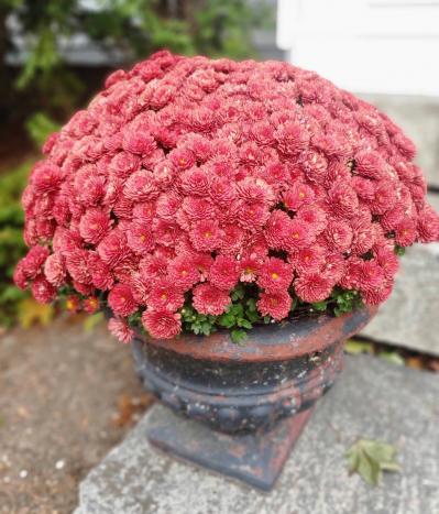 秋の玄関を華やかにする多年草「ガーデンマム」の育て方【ガーデニング】（サムネイル画像8）