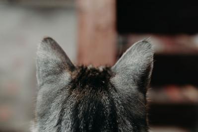 「猫は恩を3日で忘れる」はウソだと思う！ 世話をしてくれた青年を9年経っても想い続ける【猫の実話】（サムネイル画像3）