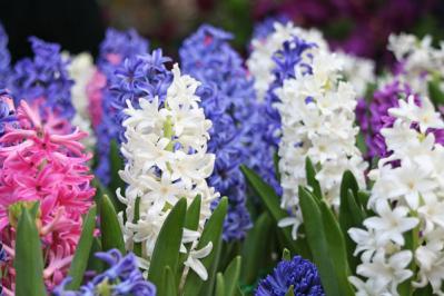 【秋から始める簡単ガーデニング】今植えて春満開に咲く！「秋植え球根」7選（サムネイル画像8）