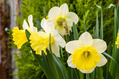 【秋から始める簡単ガーデニング】今植えて春満開に咲く！「秋植え球根」7選（サムネイル画像7）