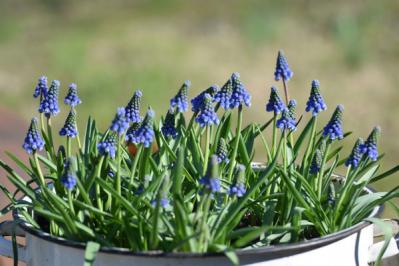 【秋から始める簡単ガーデニング】今植えて春満開に咲く！「秋植え球根」7選（サムネイル画像4）