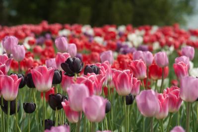 【秋から始める簡単ガーデニング】今植えて春満開に咲く！「秋植え球根」7選（サムネイル画像3）