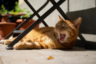 【猫の実話】「立派な猫ですねぇ」とほめられると、どこかしら誇らしげな表情で、ゴロゴロと腹を見せるのだった