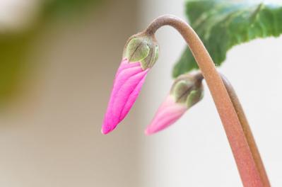 【ガーデニング】真っ赤なカラーが目を引く冬の定番鉢花！【シクラメンとポインセチア】を大事に育ててずっと楽しむ（サムネイル画像5）