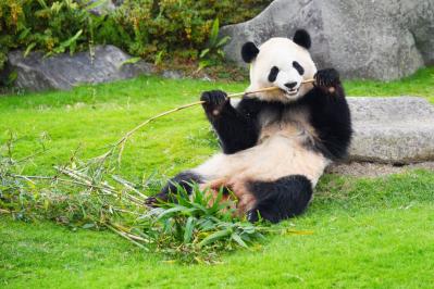  アドベンチャーワールド。（和歌山県・白浜町） パンダがガラスの仕切りなしで見られる。（サムネイル画像）