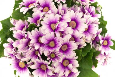 プレゼントにも最適！クリスマスを彩るおしゃれな鉢花［7選］の特集【ガーデニング】（サムネイル画像13）