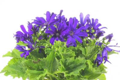 プレゼントにも最適！クリスマスを彩るおしゃれな鉢花［7選］の特集【ガーデニング】（サムネイル画像12）