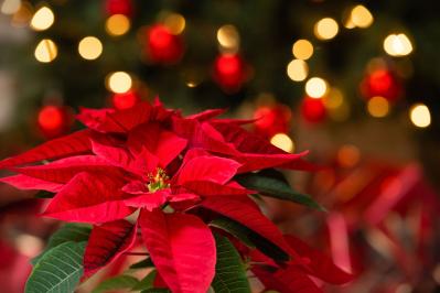 【ガーデニング】クリスマスの季節にぴったりの花【7選】華やかだからプレゼントにも！