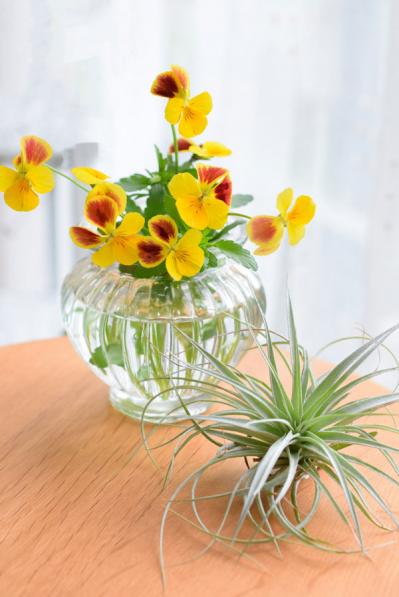 【ガーデニング】寒さの中で咲き続けるパンジー＆ビオラ  春には大株に！（サムネイル画像6）