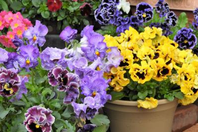 【ガーデニング】寒さの中で咲き続けるパンジー＆ビオラ  春には大株に！（サムネイル画像3）