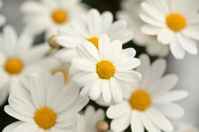 【ガーデニング】華やかな鉢植えを楽しむ。冬の花おすすすめ【7選】（サムネイル画像8）