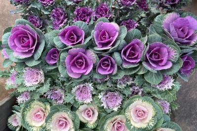 鉢植えで楽しむ【冬に華やかに咲く花】おすすめ７選【ガーデニング】