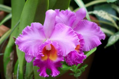 【ガーデニング】華やかな鉢植えを楽しむ。冬の花おすすすめ【7選】（サムネイル画像7）