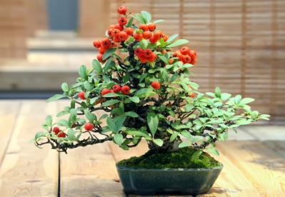 【ガーデニング】華やかな鉢植えを楽しむ。冬の花おすすすめ【7選】（サムネイル画像10）