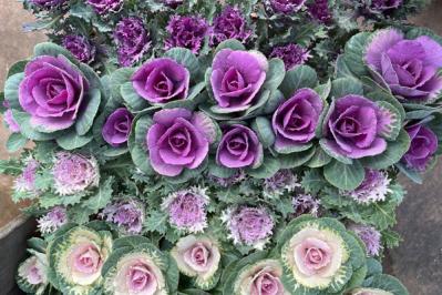 鉢植えで楽しむ【冬に華やかに咲く花】おすすめ７選【ガーデニング】（サムネイル画像3）