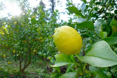 堤人美さん絶賛のお取り寄せ【私の愉しみ】 カモミールと金木犀のお茶/野生味あふれる無農薬レモン（サムネイル画像5）
