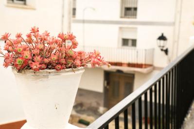 【ガーデニング】かわいい多肉植物たちを冬の間に枯らさないコツは？（サムネイル画像11）